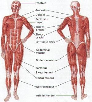 imagine cu sistem muscular